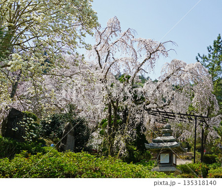 長谷寺　桜　奈良県 135318140