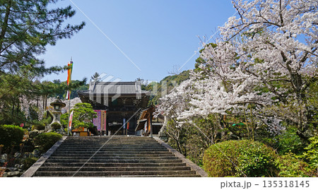 長谷寺 桜 奈良県 長谷寺 桜 奈良県 135318145