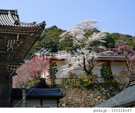 長谷寺 桜 奈良県 長谷寺 桜 奈良県 135318147
