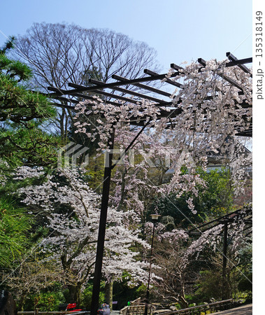 長谷寺　桜　奈良県 135318149