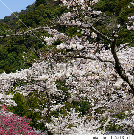 長谷寺 桜 奈良県 長谷寺 桜 奈良県 135318151
