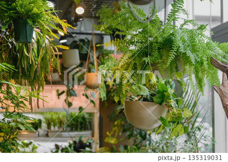 観葉植物が並ぶ園芸店の吊り下げディスプレイ ボタニカルなインテリア空間を演出するハンギングプランツ 観葉植物が並ぶ園芸店の吊り下げディスプレイ ボタニカルなインテリア空間を演出するハンギングプランツ 135319031