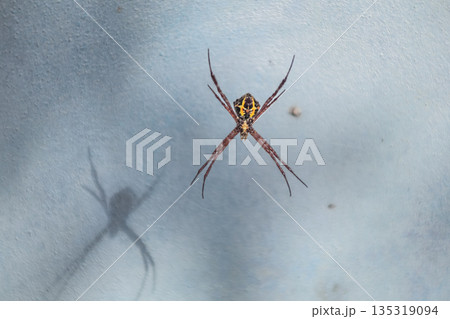 Argiope Spider casting a shadow on a Textured Background with Natural Light and Copy Space for Educational or Scientific Purposes 135319094