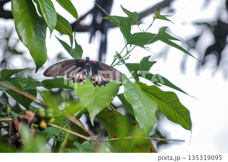 Elegant Butterfly Resting on Green Leaf with Intricate Wing Pattern in Natural Light, Capturing the Beauty of Wildlife in a Lush Habitat Elegant Butterfly Resting on Green Leaf with Intricate Wing Pattern in Natural Light, Capturing the Beauty of Wildlife in a Lush Habitat 135319095
