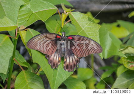 Great Mormon Butterfly resting on vibrant green leaves in natural light, showcasing intricate wing patterns for nature enthusiasts and conservation efforts 135319096