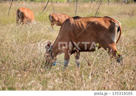 Brown Cows Grazing in a Field with Dry Grass under Natural Light, showcasing rural life and sustainable agriculture practices 135319105