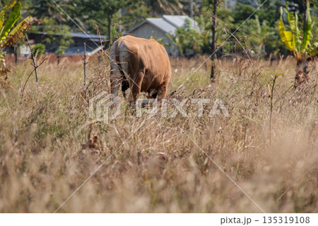 Brown Cow Grazing in Dry Field with Natural Light, Eating Grass, Rural Scene for Sustainable Farming and Agriculture Concept 135319108