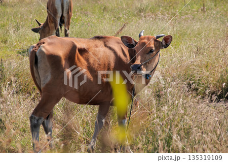 Banteng Calf Grazing in Meadow with Natural Light, Copy Space and Brown Fur, showcasing Cattle Farming and Wildlife Conservation in Lush Green Pasture Banteng Calf Grazing in Meadow with Natural Light, Copy Space and Brown Fur, showcasing Cattle Farming and Wildlife Conservation in Lush Green Pasture 135319109