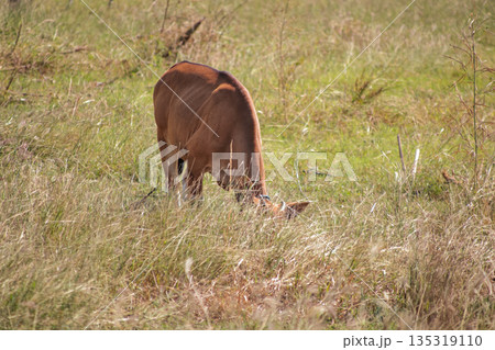 Brown calf grazing in dry grass field under natural light, copy space promoting sustainable farming practices and animal welfare Brown calf grazing in dry grass field under natural light, copy space promoting sustainable farming practices and animal welfare 135319110