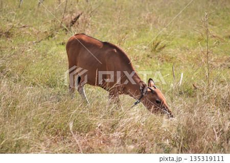 Banteng Grazing in Open Field Under Natural Light, Showing Wild Animal in Natural Habitat, Offering Copy Space for Conservation Message Banteng Grazing in Open Field Under Natural Light, Showing Wild Animal in Natural Habitat, Offering Copy Space for Conservation Message 135319111