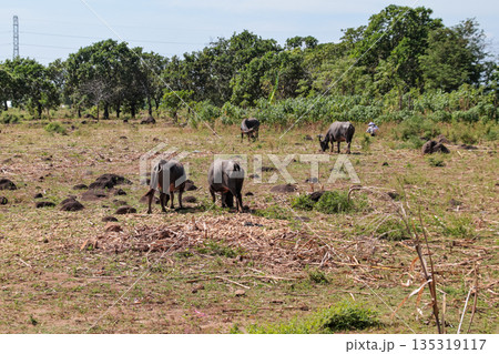 Water Buffalo Grazing in Field with Natural Light, Deforestation Concerns and Copy Space for Environmental Awareness Campaigns Water Buffalo Grazing in Field with Natural Light, Deforestation Concerns and Copy Space for Environmental Awareness Campaigns 135319117