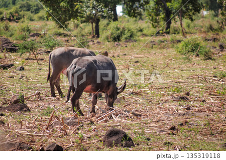 Water Buffalo Grazing in Field with Natural Light and Scattered Rocks, showcasing rural wildlife in a natural habitat for conservation projects 135319118