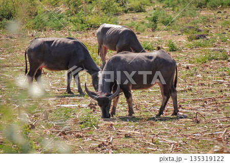 Water Buffalo Grazing in Field with Natural Light, displaying their Robust Build and Horns in a rural landscape during the daytime for Wildlife Conservation Water Buffalo Grazing in Field with Natural Light, displaying their Robust Build and Horns in a rural landscape during the daytime for Wildlife Conservation 135319122