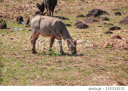 Young Water Buffalo Grazing in Field with Natural Light, Copy Space, Showing the Harmony of Wildlife in Its Natural Habitat Young Water Buffalo Grazing in Field with Natural Light, Copy Space, Showing the Harmony of Wildlife in Its Natural Habitat 135319132