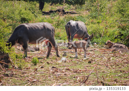 Water Buffalo Grazing with Calf in Natural Habitat Under Bright Sunlight with Greenery, Showcasing Rural Life and Peaceful Coexistence in the Animal Kingdom Water Buffalo Grazing with Calf in Natural Habitat Under Bright Sunlight with Greenery, Showcasing Rural Life and Peaceful Coexistence in the Animal Kingdom 135319133