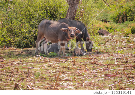 Domestic Water Buffalo Grazing in Field Under Natural Light with Copy Space for Text and Design Templates, Representing the Beauty of Wildlife and Natural Life Domestic Water Buffalo Grazing in Field Under Natural Light with Copy Space for Text and Design Templates, Representing the Beauty of Wildlife and Natural Life 135319141