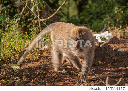 Alert Macaque Monkey Walking on Forest Floor in Natural Light with Copy Space, showcasing wildlife in its natural habitat and the importance of conservation 135319157