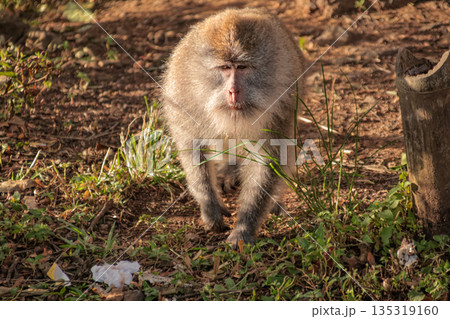 Macaque Monkey Walking Forward in Natural Habitat with Soft Light and Detailed Fur for Wildlife Conservation and Environmental Awareness Campaigns 135319160
