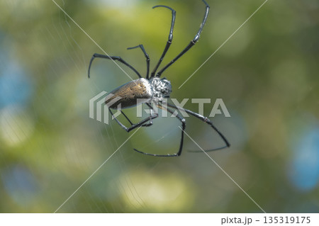 Golden Orb Weaver Spider Hanging in Web with Natural Light and Blurred Green Background for Wildlife Photography or Educational Use Golden Orb Weaver Spider Hanging in Web with Natural Light and Blurred Green Background for Wildlife Photography or Educational Use 135319175