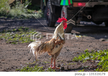 Majestic rooster standing proudly in a rural setting with natural light, showcasing vibrant plumage for animal or agricultural themed projects 135319179