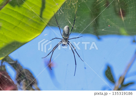 Golden Orb Weaver Spider Hanging in Web with Natural Light Filtering Through Leaves, Creating a Copy Space Perfect for Educational Content Golden Orb Weaver Spider Hanging in Web with Natural Light Filtering Through Leaves, Creating a Copy Space Perfect for Educational Content 135319186