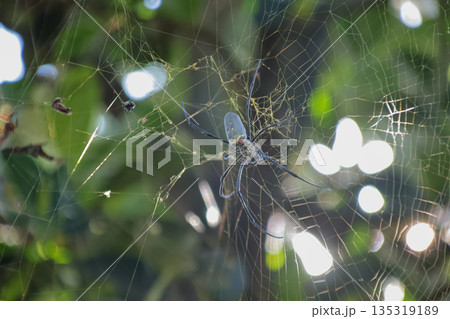 Golden Orb Weaver Spider Weaving Web in Natural Light with Bokeh, capturing the essence of wildlife and intricate spider behavior Golden Orb Weaver Spider Weaving Web in Natural Light with Bokeh, capturing the essence of wildlife and intricate spider behavior 135319189