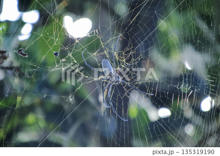 Golden Orb Weaver Spider Resting in its Web with Natural Light and Blurred Greenery, showcasing wildlife in its habitat, suitable for environmental awareness campaigns Golden Orb Weaver Spider Resting in its Web with Natural Light and Blurred Greenery, showcasing wildlife in its habitat, suitable for environmental awareness campaigns 135319190