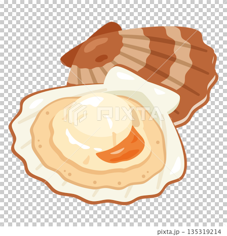 Illustration of a scallop in its shell Illustration of a scallop in its shell 135319214