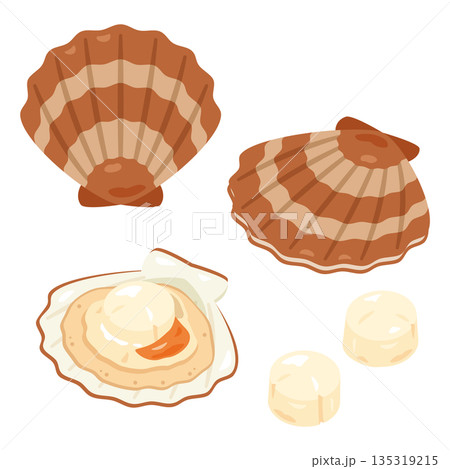 ホタテ貝のイラストセット ホタテ貝のイラストセット 135319215