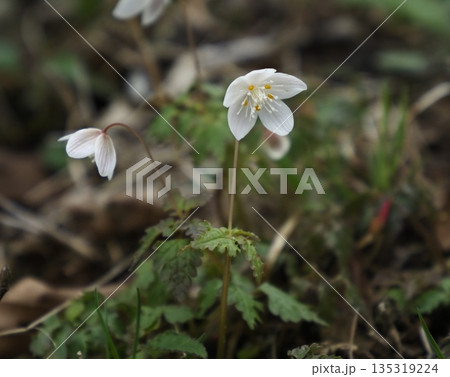 ツルシロカネソウの花 135319224
