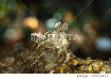枯れたあじさいの花 枯れたあじさいの花 135319411
