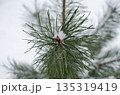 Pine Branch Detail with Light Snowfall, Winter Scene, Close Up Shot at Day 135319419
