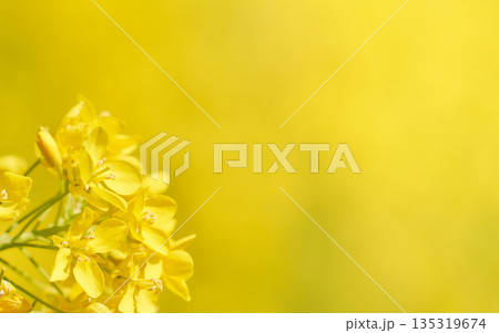黄色背景からし菜(菜の花)の花のクローズアップ 黄色背景からし菜(菜の花)の花のクローズアップ 135319674