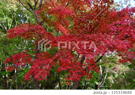 赤く色ずくもみじの紅葉 135319689