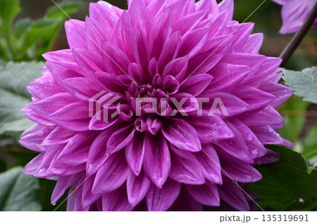 むらさき色のおおきなダイアの花 むらさき色のおおきなダイアの花 135319691