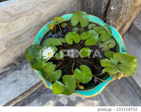 White Water Lily In Small Garden Pond 135319732