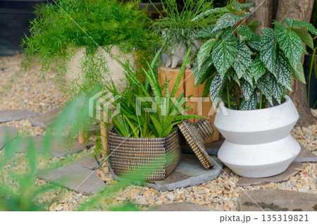 屋外の砂利敷きガーデンに並ぶ多様な観葉植物 サンセベリアやベゴニアを配したナチュラルな外構と庭づくり 屋外の砂利敷きガーデンに並ぶ多様な観葉植物 サンセベリアやベゴニアを配したナチュラルな外構と庭づくり 135319821