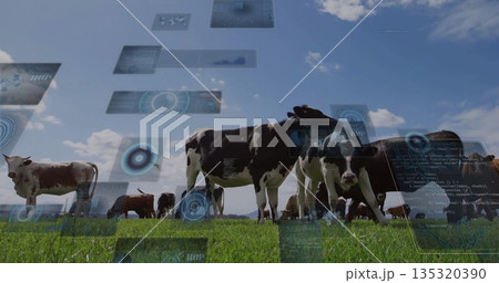 Grazing herd of Holstein and brown dairy cows roaming farm pasture, with digital data panels Grazing herd of Holstein and brown dairy cows roaming farm pasture, with digital data panels 135320390