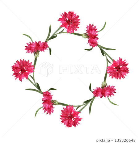 Red knapweed flowers with curved stems in a floral frame isolated on white 135320648