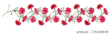 Red knapweed flowers with curved stems in a line floral arrangement isolated on white Red knapweed flowers with curved stems in a line floral arrangement isolated on white 135320649