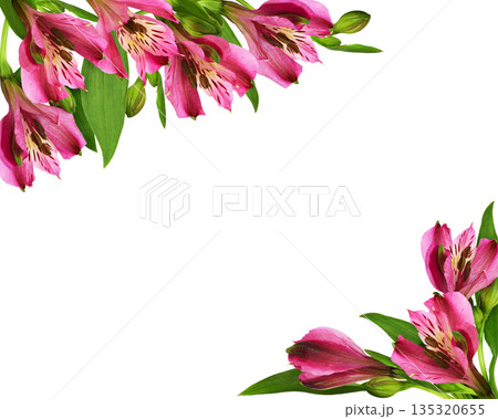 Pink alstroemeria flowers and buds in a corner arrangements isolated on white Pink alstroemeria flowers and buds in a corner arrangements isolated on white 135320655