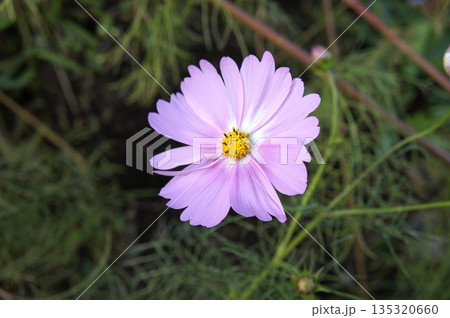 淡い紫のコスモスの花 淡い紫のコスモスの花 135320660