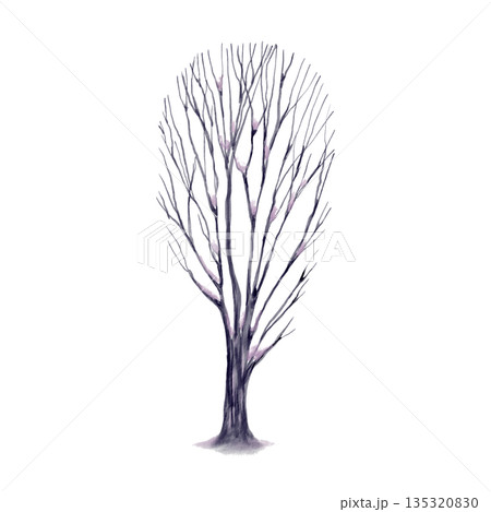 Bare tree in winter and spring with snow on its branches symbolizes natures winter slumber.Watercolor hand drawn illustration for childrens educational books and themed games,coloring books 135320830