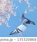 満開の桜と鳩 135320868