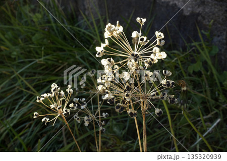 冬の夕日にあたるニラの黒い種子 冬の夕日にあたるニラの黒い種子 135320939