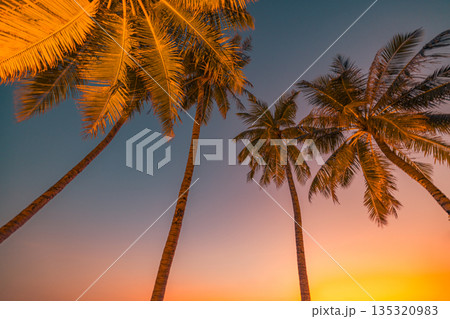 Sunset sunrise palm tree leaves looking up tropical nature background colorful sky natural plants botany outdoor scenery 135320983