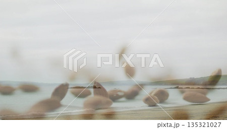 Featuring blurred seed heads swaying at sandy beach, framing calm sea and distant headlands 135321027
