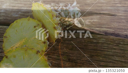 Displaying sliced pineapple and leafy crown lying on rustic wooden deck with sunlit reflections Displaying sliced pineapple and leafy crown lying on rustic wooden deck with sunlit reflections 135321050