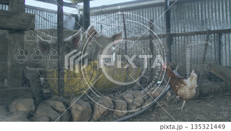 Clustering pigs feeding at yellow metal trough inside corrugated metal pen with wire mesh fence 135321449