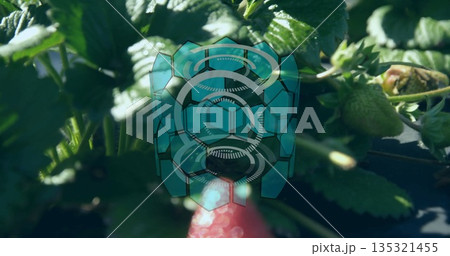 Displaying strawberry plant in garden bed showing green leaves, unripe berries and teal interface 135321455